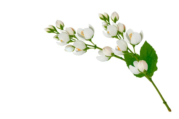 Rama Flores Jazmín Aisladas Sobre Fondo Blanco Hermosa Planta Con — Foto de Stock