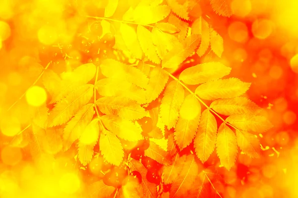 Jagody Rowan Sorbus Aucuparia Jesion Górski Jesienny Krajobraz Jasnymi Kolorowymi — Zdjęcie stockowe