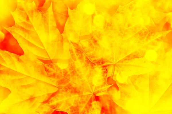 Φθινοπωρινό Τοπίο Έντονα Πολύχρωμα Φύλλα Ινδικό Καλοκαίρι Φυλλώματα — Φωτογραφία Αρχείου
