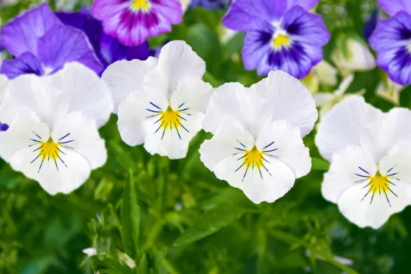 Closeup Colorful Pansy Flower Summer Landscape — Stock Photo, Image