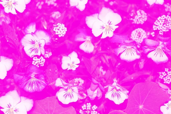 Fechar Flor Pansy Colorido Paisagem Verão — Fotografia de Stock