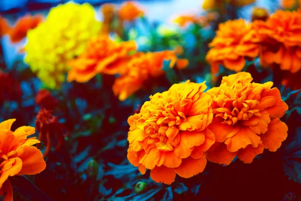 色彩艳丽的花朵在夏日风景的衬托下流连忘返 — 图库照片