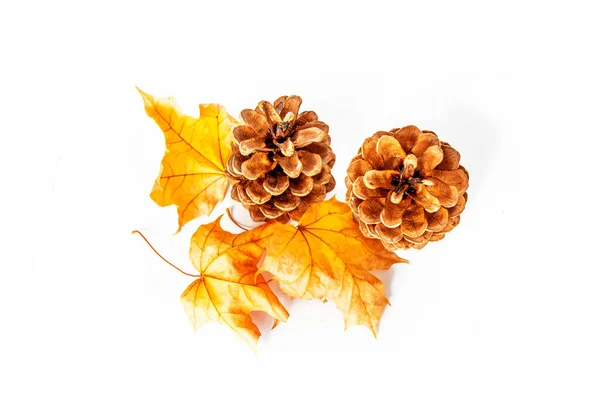 Bright Colorful Autumn Leaves White Background Coniferous Cones Indian Summer — Stock Photo, Image