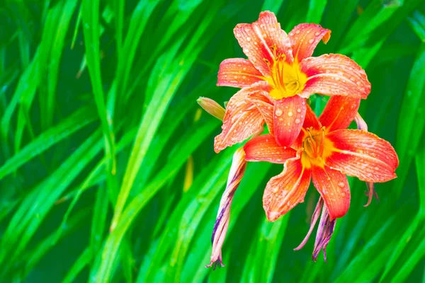 鮮やかなカラフルなユリの花 自然な花の背景 夏の風景 — ストック写真