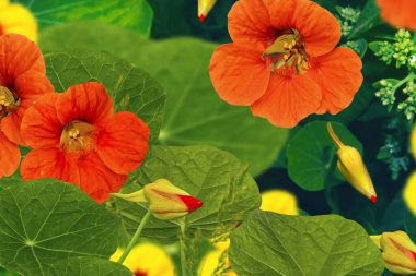 Yeşil yapraklı parlak nasturtium çiçekleri.