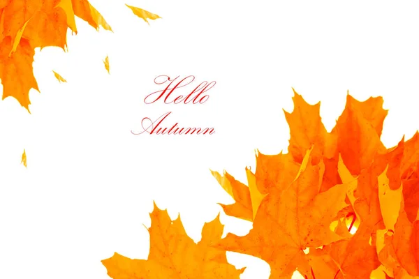 Jasně Podzimní Javorový List Bílém Pozadí Listoví Koncept Podzimu — Stock fotografie