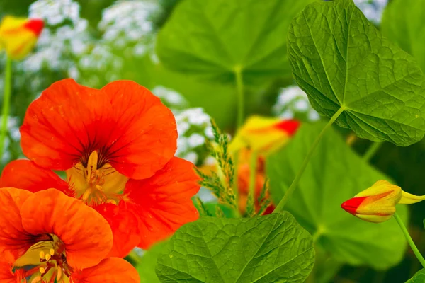 Bright Nasturtium Flowers Green Colorful Leaves — Stock Photo, Image