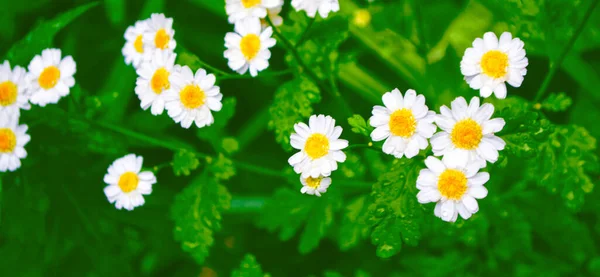 Desfocado Flores Margarida Brilhantes Brancas Contexto Paisagem Verão Flores Silvestres — Fotografia de Stock