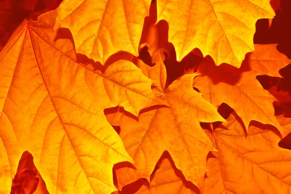 Herbstlandschaft Mit Leuchtend Bunten Blättern Altweibersommer Laub — Stockfoto