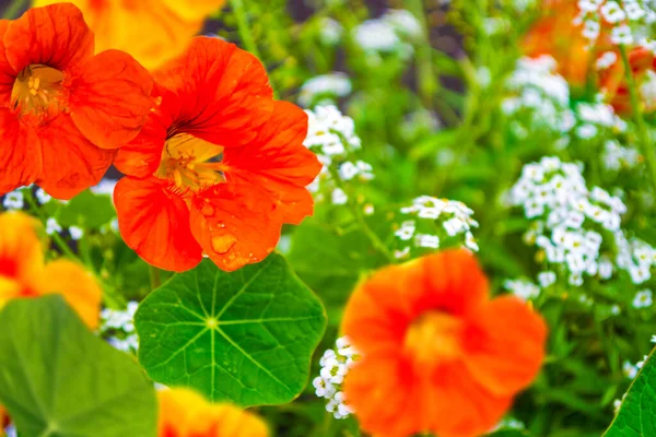 Flores Brillantes Capuchina Con Hojas Colores Verdes —  Fotos de Stock