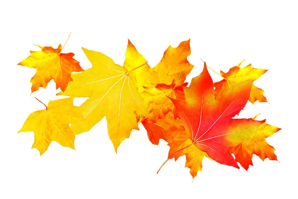 Leuchtendes Herbst Ahornblatt Auf Weißem Hintergrund Laub Herbstkonzept — Stockfoto