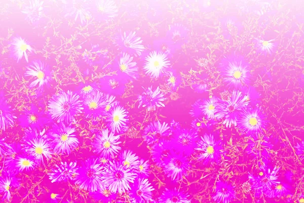 Färgglada Krysantemum Blommor Bakgrund Höstlandskapet Natur — Stockfoto