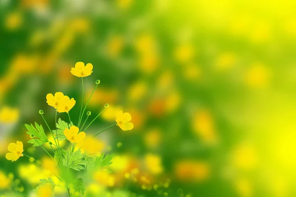 Zomer Landschap Gele Bloemen Van Boterbloem Bloemen Achtergrond Ranunculus Acris — Stockfoto