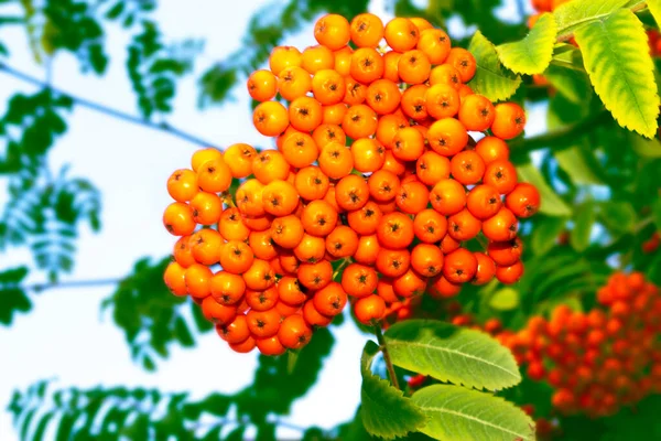 Bagas Rowan Sorbus Aucuparia Cinza Montanha Árvore Paisagem Outono Com — Fotografia de Stock