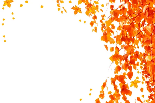 Helles Herbstblatt Auf Weißem Hintergrund Laub Herbstkonzept — Stockfoto