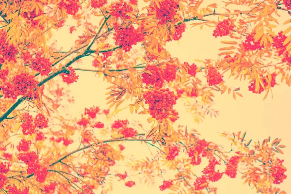Rönnbär Sorbus Aucuparia Trädaska Höst Landskap Med Ljusa Färgglada Blad — Stockfoto
