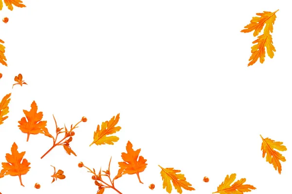 秋天五彩缤纷的菊花缀在白色的背景上 花卉构图 — 图库照片