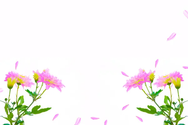 Барвисті Осінні Квіти Хризантем Білому Тлі Квіткова Композиція — стокове фото