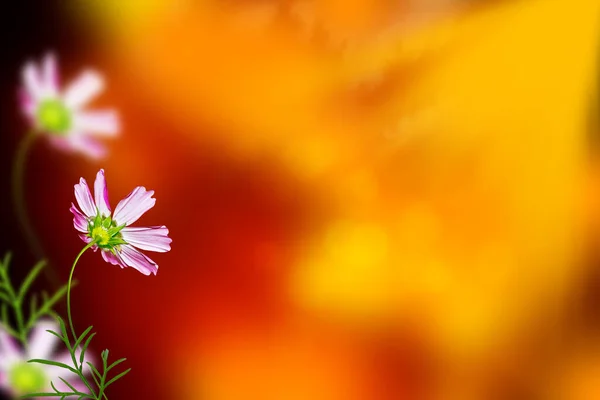 Kleurrijke Kosmos Bloemen Een Achtergrond Van Zomer Landschap Aard — Stockfoto