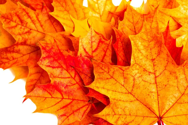 Leuchtendes Herbst Ahornblatt Auf Weißem Hintergrund Laub Herbstkonzept — Stockfoto