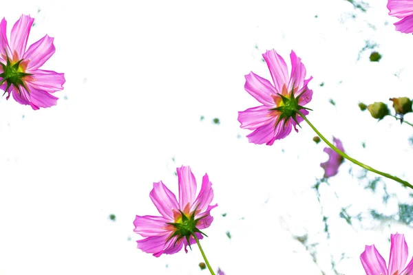 Färgglada Kosmos Blommor Bakgrund Sommaren Landskap — Stockfoto