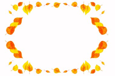 Beyaz arka planda parlak bir sonbahar yaprağı. Yapraklar. Sonbahar kavramı