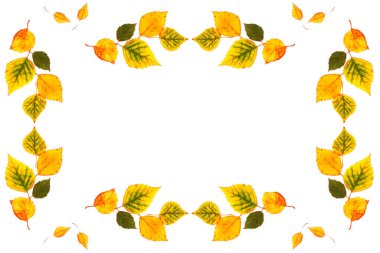 Beyaz arka planda parlak bir sonbahar yaprağı. Yapraklar. Sonbahar kavramı