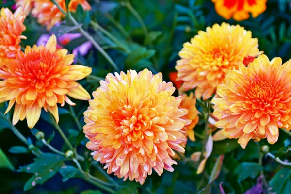 Enfoque Selectivo Coloridas Flores Crisantemo Sobre Fondo Del Paisaje Otoñal —  Fotos de Stock