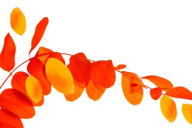 Beyaz arka planda parlak bir sonbahar yaprağı. Yapraklar. Sonbahar kavramı