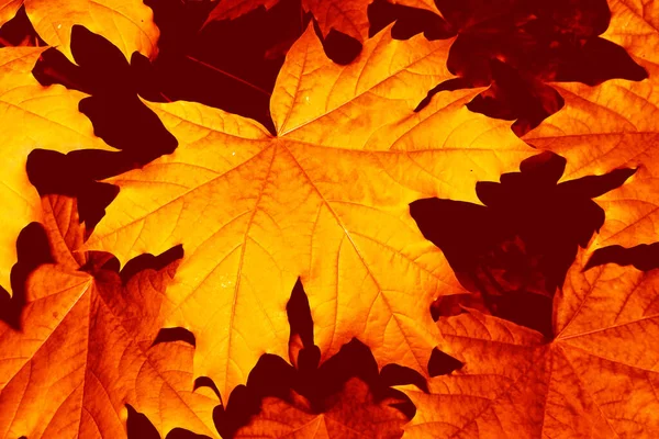 Herfst Landschap Met Felgekleurde Bladeren Indiase Zomer Gebladerte — Stockfoto