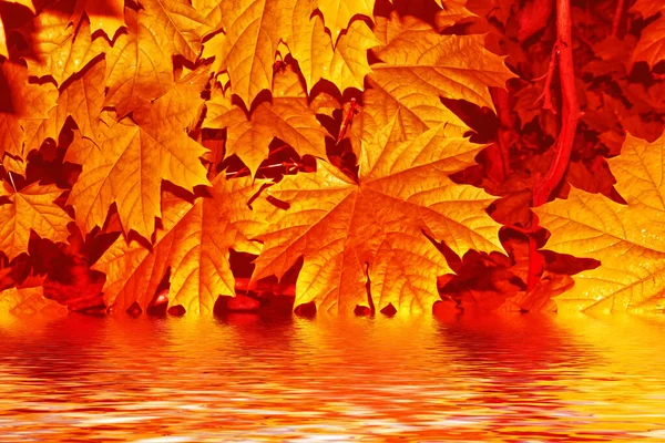Herfst Landschap Met Felgekleurde Bladeren Indiase Zomer Gebladerte — Stockfoto