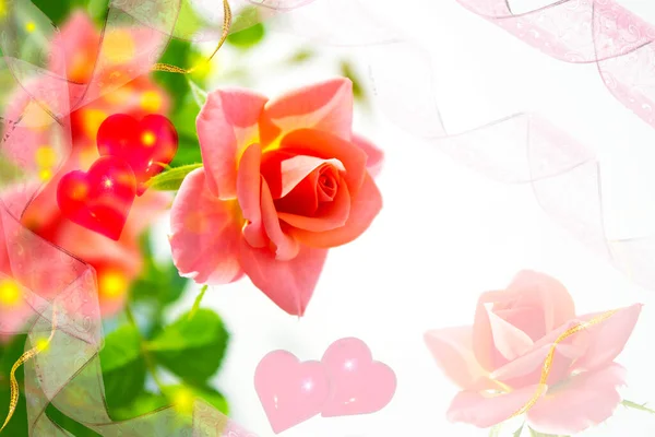 Jasny Kolorowy Kwiat Róży Naturalne Tło Kwiatowe Świąteczna Kartka Życzeniami — Zdjęcie stockowe