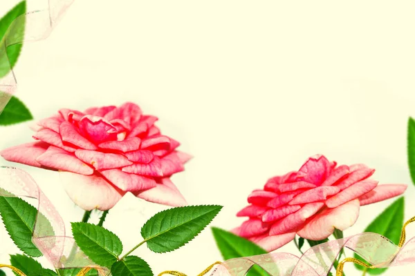 Rosas Flores Sobre Fondo Blanco Naturaleza —  Fotos de Stock