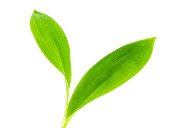 Taze yeşil yapraklar. Beyaz arka planda vadi çiçeği zambağı. Doğa