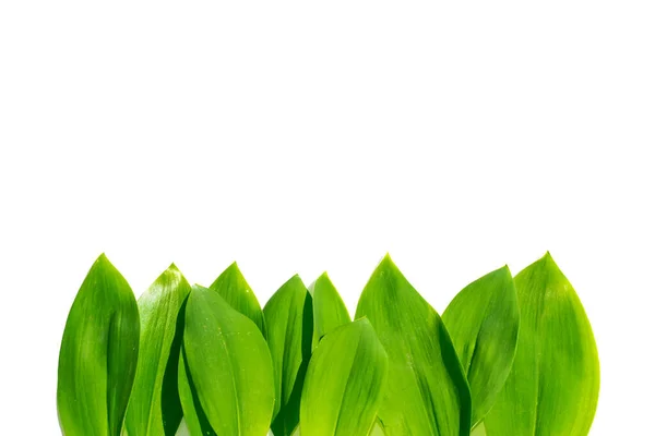 Świeże Zielone Liście Lily Doliny Kwiat Białym Tle Charakter — Zdjęcie stockowe
