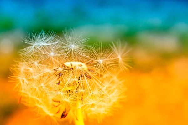 Pluizige Paardebloem Tegen Achtergrond Van Het Zomerlandschap — Stockfoto