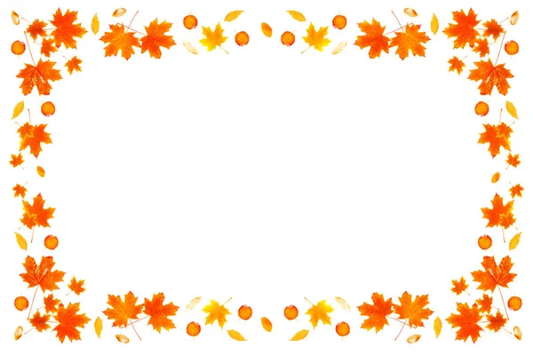 Яркий Осенний Кленовый Лист Белом Фоне Листва Осенняя Концепция — стоковое фото