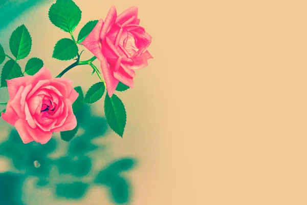 花园里色彩艳丽的玫瑰花 — 图库照片