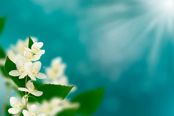 Witte Jasmijn Tak Delicate Lente Bloemen Aard — Stockfoto