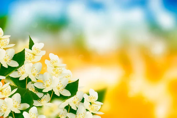 Melati Putih Cabang Halus Bunga Musim Semi Alam — Stok Foto