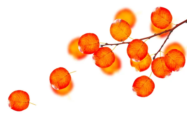 Helles Herbstblatt Auf Weißem Hintergrund Laub Herbstkonzept — Stockfoto