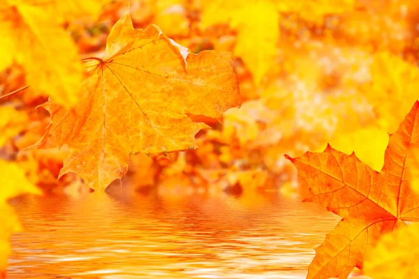 Autumn Landscape Bright Colorful Leaves Indian Summer Foliage — Stock Photo, Image