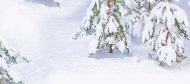 Karla kaplı ağaçlarla donmuş kış ormanı. Açık hava