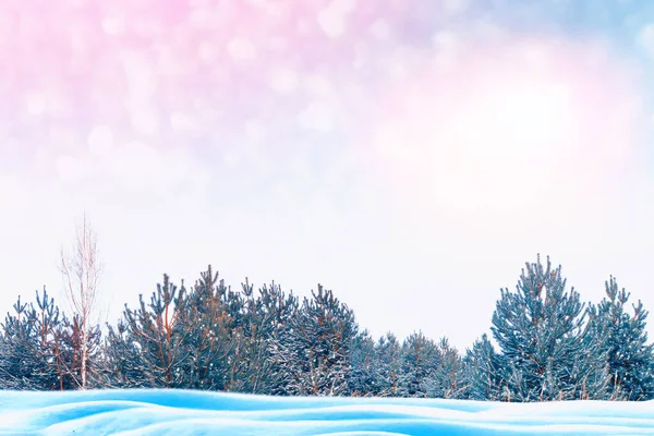 Frossen Vinterskov Med Snedækkede Træer Udendørs - Stock-foto