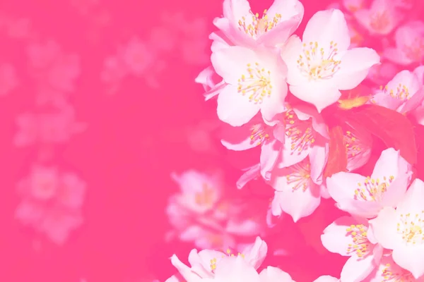 Gelsomino Bianco Ramo Delicati Fiori Primaverili Natura — Foto Stock