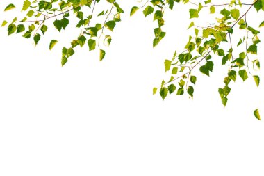 Yeşil huş yaprakları beyaz arka planda izole edilmiş. Doğa