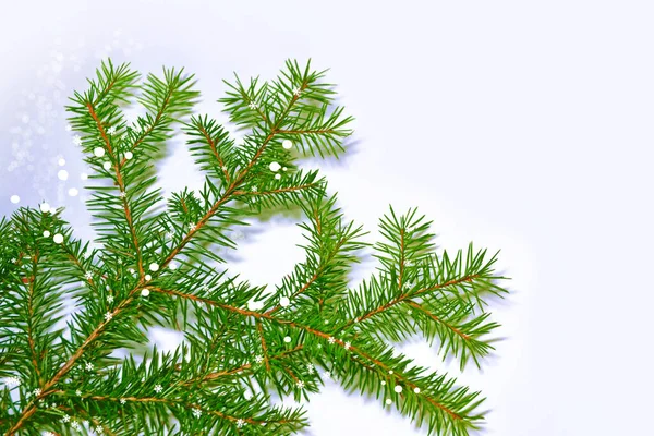 Las Ramas Nieve Cubrían Árbol Navidad Sobre Fondo Blanco Invierno — Foto de Stock