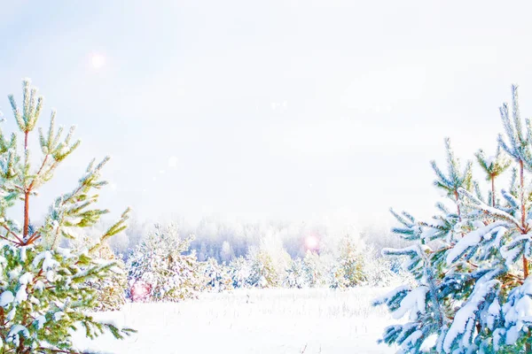 Bosque Invierno Congelado Con Árboles Cubiertos Nieve Exterior —  Fotos de Stock