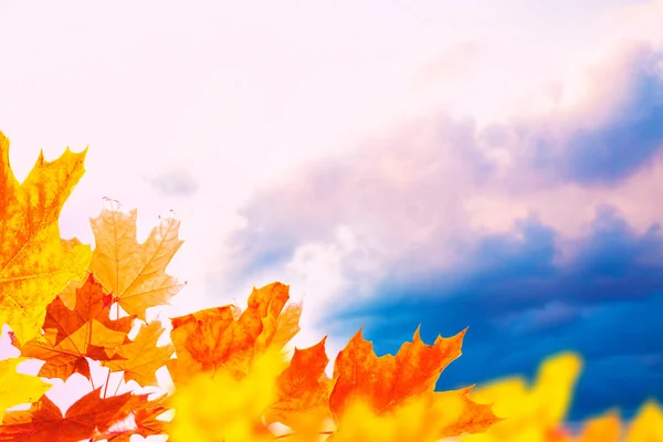Parlak Renkli Yaprakları Olan Sonbahar Manzarası Hint Yazı Yapraklar — Stok fotoğraf