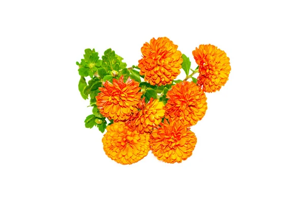 Bunte Chrysanthemen Herbstblumen Auf Weißem Hintergrund Natur — Stockfoto